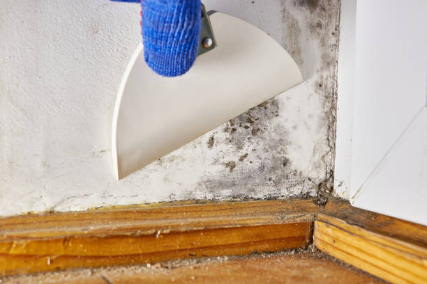 Best Mold Removal for HVAC Installations  in Fishhook, AK